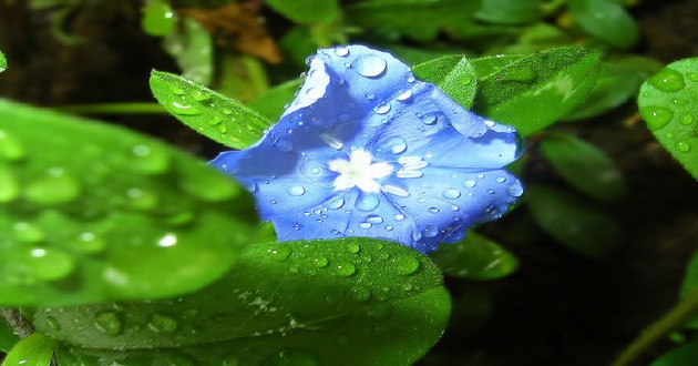 广东风水大师